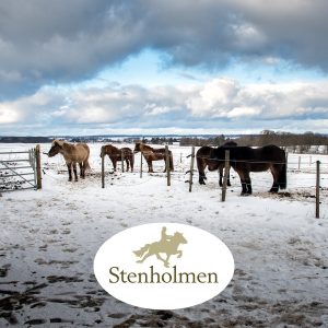 Stenholmen - Islandshäst center